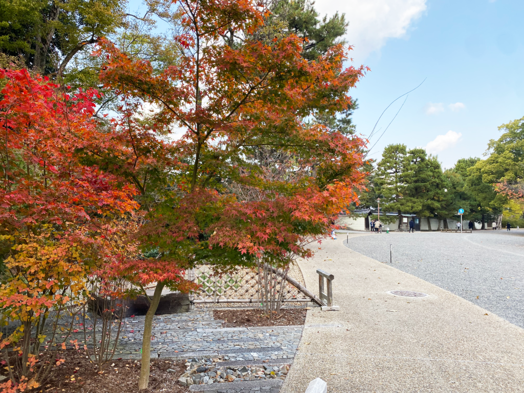京都御所の入り口には、赤くて色鮮やかな紅葉が多くある